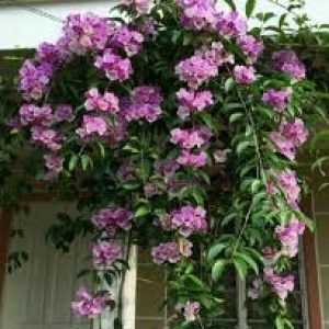 BONOBITHI Garlic Vine Ornamental Live Plant Outdoor Garden Balcony Plant Creeper and Climber Flower Plant Pack of 1 (Small Size Plant)