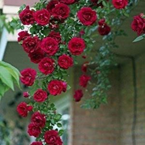 M-Tech Gardens Rare Live Grafted Climbing Perinnial Rose Flower (Dark Pink, 1 Plant)