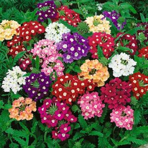 Leafy Tales Verbena Flower Seeds for Gardening, Balcony Gardening, Planting Seeds(Pack of 100 Seeds) Visit the Leafy Tales Store