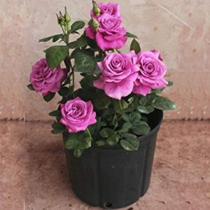 EdensField EdensField Rose Miniature (Pink)