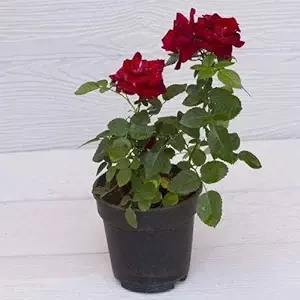 SelfLine | Rose Plant live (Gulab ka Paudha) original from Archanas Garden (Red)