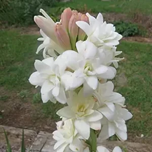 Kraft Seeds Rajnigandha Double Flowering Bulbs (White, 10 Bulbs) | Fragrant Flowers Grow for Pots | Flower Plants Bulbs for Indoor Home Decor | Night Bloom Flowering Bulbs for Home Garden