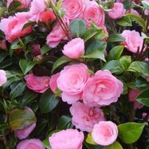 Skycom Nature Care Rose Plant  (Hybrid, Pack of 1)