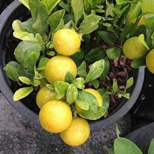 Platone’s Live Lemon Grass Plant-Lemon Live Plant Nimbu Ka Podha
