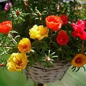 Creative Farmer Flower Seeds : Portulaca Flower Seeds Garden Flowers Seeds High Germination (3 Packets) Garden Plant Seeds