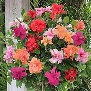 Mampi Garden 3-4 Colour Multi Grafted Hybrid Variety Hibiscus Rose Mallow Joba Flower Live Plant 1.5-2 Ft