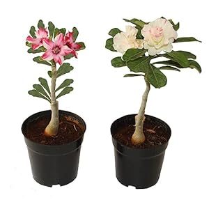 Indian Gardens – Say green, Stay green, Grow green Indian Gardens – Adenium Bonsai Looking Plants | Outdoor Plants | Low Maintainence Set Of 2 Plants With Pots (Black) Visit the Indian Gardens – Say green, Stay green, Grow green Store