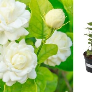 Indian Gardens – Mogra / 7 Round Jasmine live plant | Indoor & Outdoor Plant | Arabian Jasmine | White Jasmine (4″ (Min : 2))