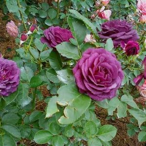 MVKR Live Purple Rose Plant (gulab ka podha) Pack of 1 Plant