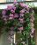 BONOBITHI Garlic Vine Ornamental Live Plant Outdoor Garden Balcony Plant Creeper and Climber Flower Plant Pack of 1 (Small Size Plant)