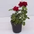 SelfLine | Rose Plant live (Gulab ka Paudha) original from Archanas Garden (Red)