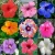 PLANTOGALLERY Flower Plant Seeds | Hibiscus/China Rose Mixed Color | Gudhal Flower Plant Seeds For Planting (Pack of 20 Seeds)