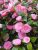 Skycom Nature Care Rose Plant  (Hybrid, Pack of 1)