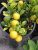 Platone’s Live Lemon Grass Plant-Lemon Live Plant Nimbu Ka Podha