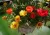 Creative Farmer Flower Seeds : Portulaca Flower Seeds Garden Flowers Seeds High Germination (3 Packets) Garden Plant Seeds