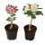 Indian Gardens – Say green, Stay green, Grow green Indian Gardens – Adenium Bonsai Looking Plants | Outdoor Plants | Low Maintainence Set Of 2 Plants With Pots (Black) Visit the Indian Gardens – Say green, Stay green, Grow green Store
