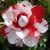 Online Plant Bazar Camellia Flower live Plant-C04M