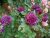 MVKR Live Purple Rose Plant (gulab ka podha) Pack of 1 Plant
