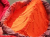 Holi Colour Herbal Orange Gulal 250 Gram | NonToxic | Eco Friendly | 100% Safe Holi Color Powder